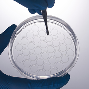 CellSLIP?ϸ����Ƭ������,���۽�����,ϸ����Ƭ