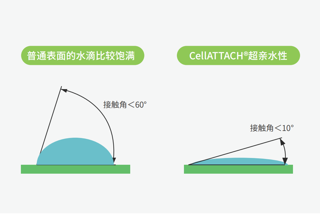 ����ĳ���ˮ��ò���óͷ����գ�������������Ϊϸ���ṩ���õ������ԣ���������������ϸ����������������������������߲���