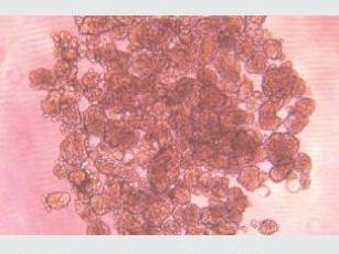 �����ϸ������������֤������������ò��Щ��ϸ�����������������ɿ���ʵ�ֿ��ظ���һ�¡��ɿ���ϸ��������