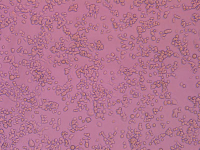 ��ϸ������������֤����������������ϸ�������ʴ� 90% ���ϣ�������������������ϸ�����ʴ�95%����