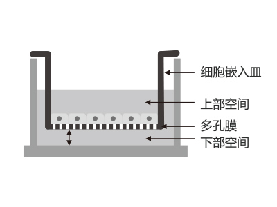 ����ʽ�������������Ƕ������ϸ��Ƕ�����ƶ�ʱ����ϸ������Ӱ���ϲ��ռ� �������������ܱ�������Һͨ����ëϸ������ʧ